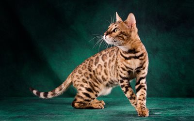 Bengal cat, pets, leopard cat, cute animals, cats breeds