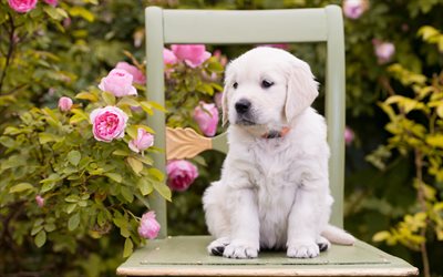 4k, Golden Retriever, perro, labrador, perros, silla, mascotas, lindo perro, un Golden Retriever Perro