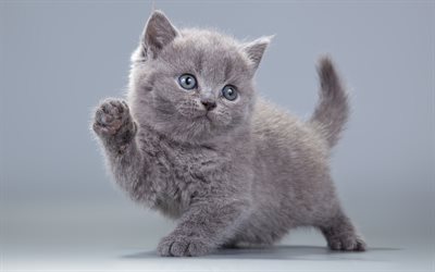 4k, British Shorthair, gatinho, o gato dom&#233;stico, cinza gatinho, gatos, animais fofos, Gato British Shorthair