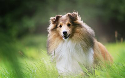 collie, fluffy cute big dog, brown collie, pets, dog breeds