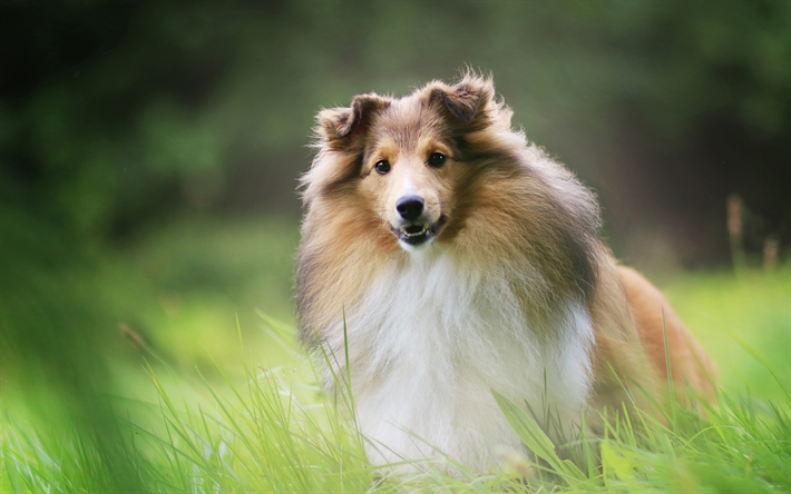 collie, mullido lindo perro grande, de color marr&#243;n collie, mascotas, razas de perros