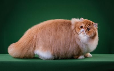 Ginger Persian cat, big fat cat, fluffy ginger cat, cute animals