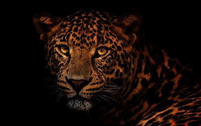leopardo, gato salvaje, animales peligrosos, leopardo en un fondo negro