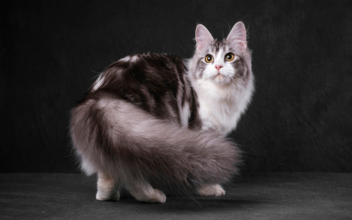 gray fluffy cat, Maine Coon, long fluffy tail, cute animals, cat