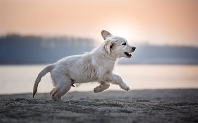 running puppy, labrador retriever, sunset, cute little animals, pets, beige puppy, dogs