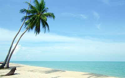 ocean, palm, trooppinen saari, ranta, hiekka, kes&#228;ll&#228;