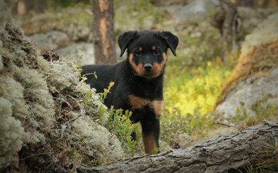 Rottweiler, floresta, bokeh, animais de estima&#231;&#227;o, filhote de cachorro, pequeno rottweiler, cachorros, animais fofos, Cachorro Rottweiler