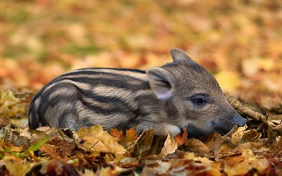 small wild boar, forest, autumn, yellow leaves, funny animals, wild boars, pigs