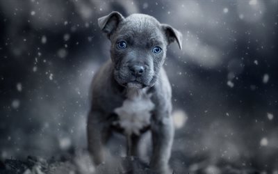 american pit bull terrier, grau, klein, welpe, niedlichen tieren, kleinen pit bull terrier, grau-welpe mit blauen augen