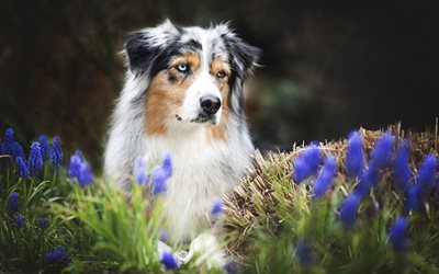 Australian Shepherd, flowers, heterochromia, Aussie, pets, dogs, Australian Shepherd Dog, bokeh, Aussie Dog
