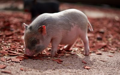 4k, piglet, farm, small pig, cute animals, pigs, funny animals, pets, piglets