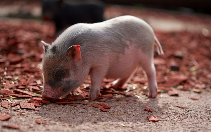ダウンロード画像 4k コブタ 農 小豚 かわいい動物たち 豚 面白い動物 ペット 仔豚 フリー のピクチャを無料デスクトップの壁紙