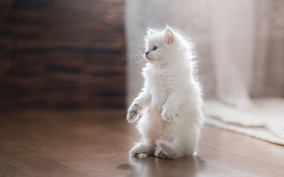 blanco esponjoso gatito, gato persa, animales divertidos, kitty se levanta sobre las patas traseras, gatito de ojos azules, lindo gato