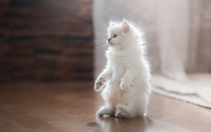 bianco soffice gattino, gatto persiano, animali divertenti, kitty si erge sulle zampe posteriori, gattino con gli occhi azzurri, carino gatto