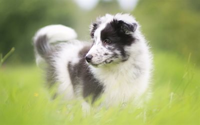 white black fluffy puppy, Australian Shepherd Dog, Aussie, little dog in the grass, cute animals, puppies