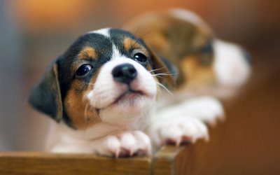 Beagle, cuccioli, cane carino, animali domestici, cani, close-up, animali, famiglia, Cane Beagle