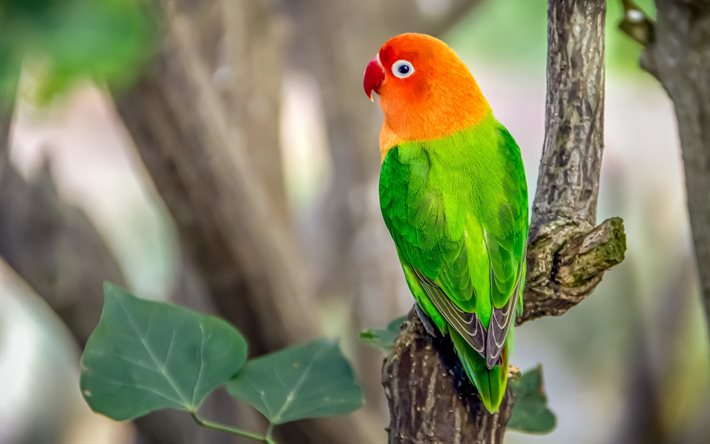 الأحمر-الأخضر الببغاء, طائر جميل, الببغاء الأخضر, الببغاء على فرع, الببغاء اكليكتوس