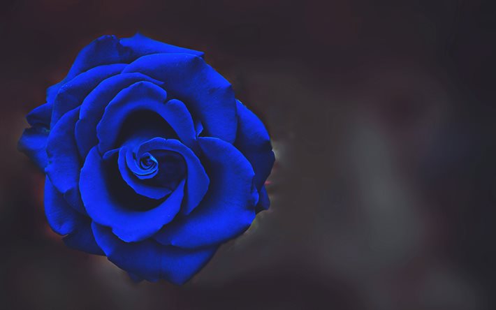 rose bleue, le bokeh, le bleu des fleurs, de belles fleurs, bleu bourgeons roses