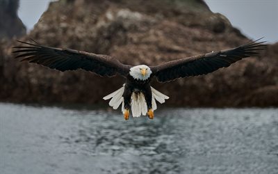 águia careca, predador, águia marinha, envergadura, vida selvagem, símbolo dos EUA, aves de rapina