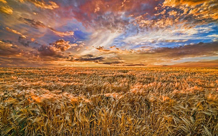 wheat field, clouds, summer, ripe wheat, fields, beautiful nature, wheat, HDR
