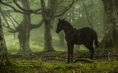 kleines pferd, wald, schwarzes pferd, pferde