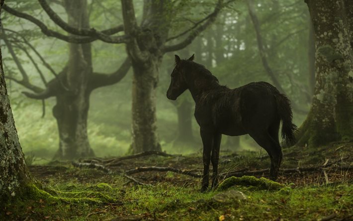 small horse, forest, black horse, horses