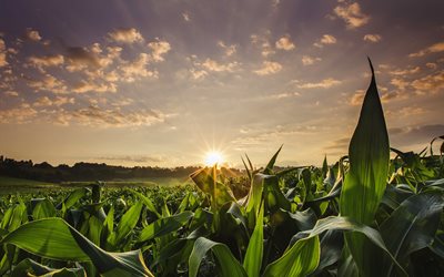 sunset, corn, field, summer, France