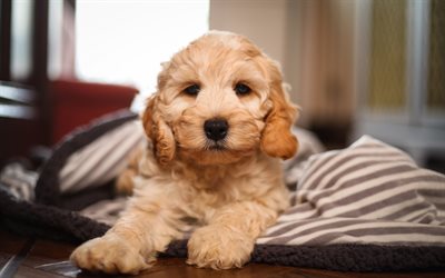 Cockapoo, beige curly dog, pets, cute animals, dogs, poodle