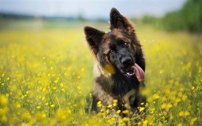 German Shepherd, yellow flowers, puppy, cute animals, lawn, dogs, German Shepherd Dog, pets
