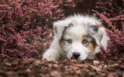 Australian Shepherd Dog, small white puppy, pets, purple wildflowers, cute animals, dogs, Aussie