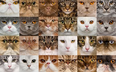 ra&#231;as de gatos colagem, diferentes gatos, focinho de gatos, animais fofos, gatos, colagem
