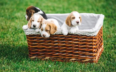 beagle, piccoli cuccioli, cesto sull&#39;erba, carini, piccoli animali, animali domestici, cani