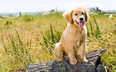 labrador, puppy, lawn, retriever, small labrador, pets, summer, cute animals, labradors, golden retriever