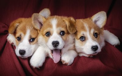 Welsh Corgi, three small puppies, small cute dogs, pets, puppies, dogs