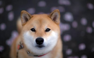 Akita Inu, close-up, mascotas, perros, bokeh, animales lindos, Akita Inu Perro