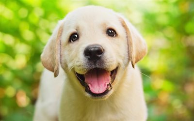 labrador, close-up, lawn, retriever, small labrador, puppy, pets, summer, cute animals, labradors, golden retriever