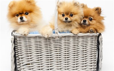 Pomeranian Spitz, pouco fofas de cachorros, cachorros, animais de estima&#231;&#227;o, filhotes de cachorro na cesta, Spitz