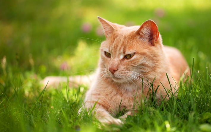 ginger cat, grama verde, animais de estima&#231;&#227;o, gatos, animal bonito, gato british shorthair, olhos verdes