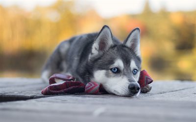 peque&#241;o husky, gris cachorro con ojos azules, simp&#225;ticos animales, mascotas, perros husky Siberiano
