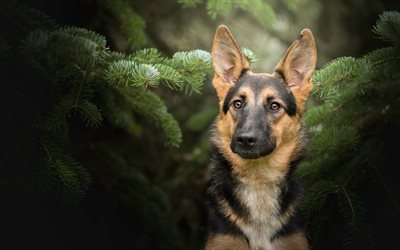 German Shepherd, fir-tree, forest, cute animals, dogs, German Shepherd Dog, pets