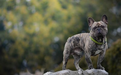 Bulldog francese, piccolo grigio bulldog, animali domestici, animali, foresta, simpatici animali