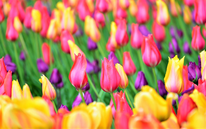 coloridas tulipas, campo, close-up, bokeh, flores coloridas, tulipas