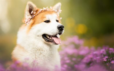 Akita Inu, white ginger dog, large dogs, pets, Japanese breed of dogs, wild flowers, dogs