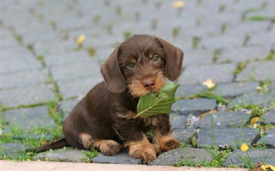 Dachshund, sad dog, pets, dogs, puppy, brown dachshund, cute animals, Dachshund Dog