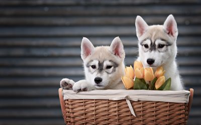 Husky, piccoli cuccioli, animali adorabili, Siberian husky, cani, cuccioli in un cesto di tulipani arancio