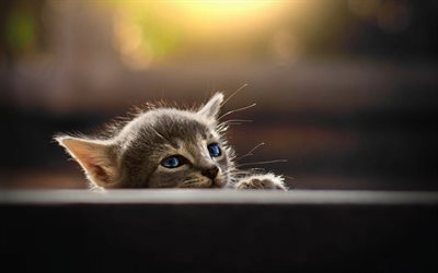 small gray kitten, fluffy little cat, blue eyes, cute animals, cats