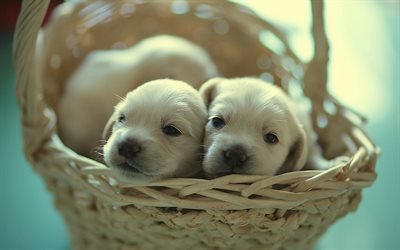 white small retrievers, basket, cute puppies, labrador retrievers, dogs, puppies, blue background