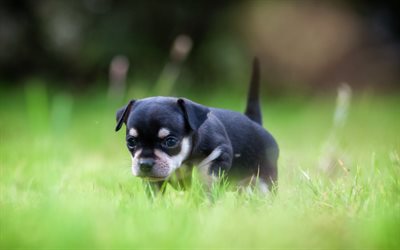 chihuahua, small black puppy, green grass, small black dog, pets, dogs