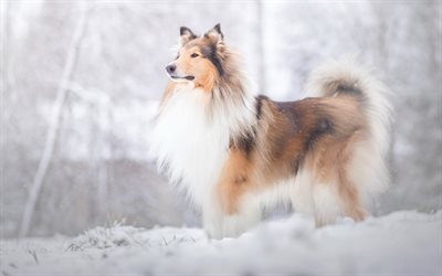 collie, big fluffy dog, winter, snow, cute animals, dogs, pets, white brown dog