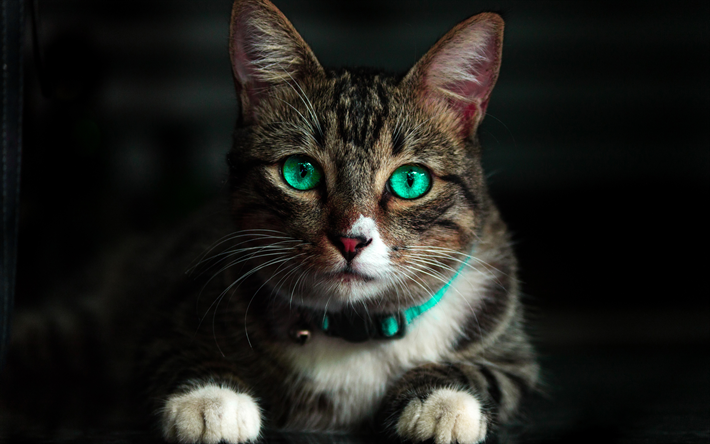 4k, Bobtail Americano, olhos verdes, animais de estima&#231;&#227;o, close-up, o gato dom&#233;stico, bokeh, animais fofos, gatos, Gato Bobtail Americano